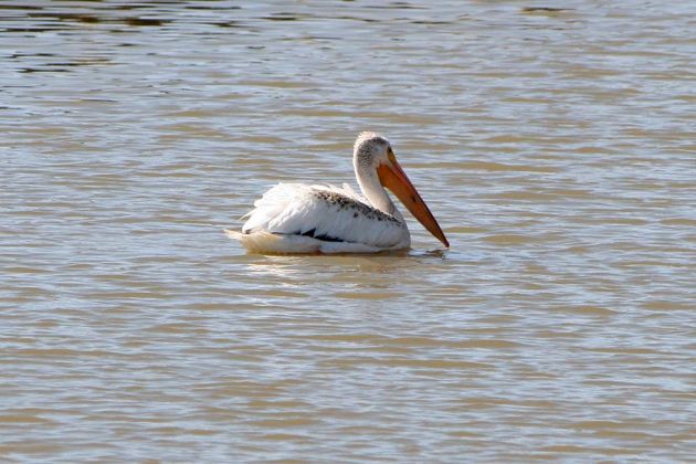 Nashorn-Pelikane - American White Pelican - Pelecanus erythrorhynchos Nashorn-Pelikane - American White Pelican - Pelecanus erythrorhynchos