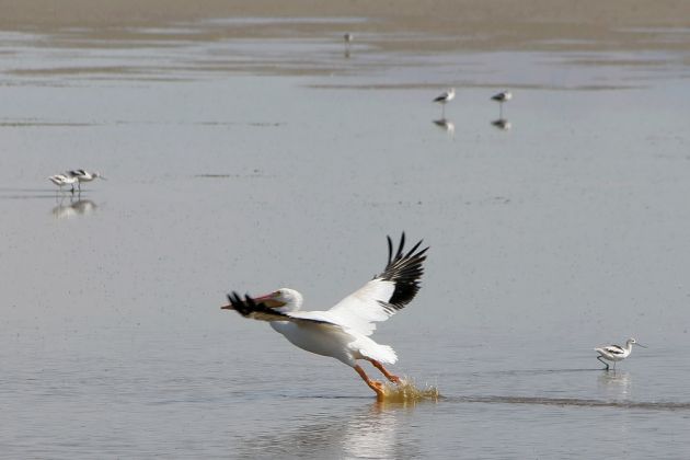 Nashorn-Pelikane - American White Pelican - Pelecanus erythrorhynchos Nashorn-Pelikane - American White Pelican - Pelecanus erythrorhynchos