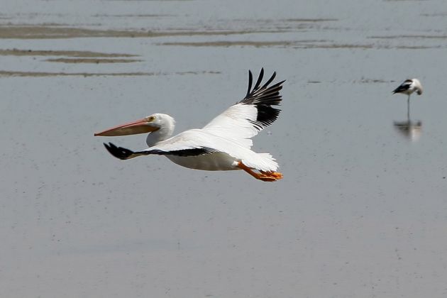 Nashorn-Pelikane - American White Pelican - Pelecanus erythrorhynchos Nashorn-Pelikane - American White Pelican - Pelecanus erythrorhynchos