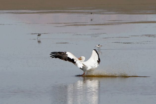 Nashorn-Pelikane - American White Pelican - Pelecanus erythrorhynchos Nashorn-Pelikane - American White Pelican - Pelecanus erythrorhynchos