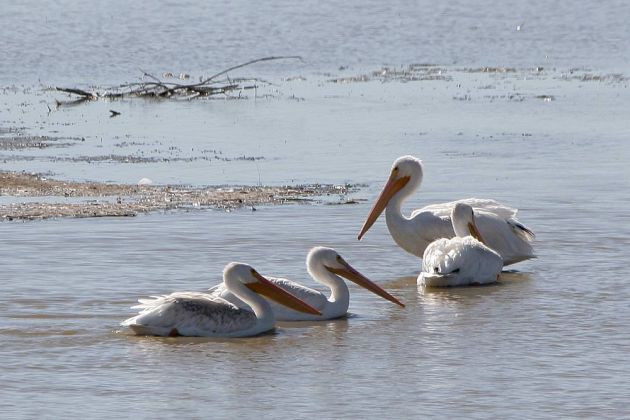 Nashorn-Pelikane - American White Pelican - Pelecanus erythrorhynchos Nashorn-Pelikane - American White Pelican - Pelecanus erythrorhynchos