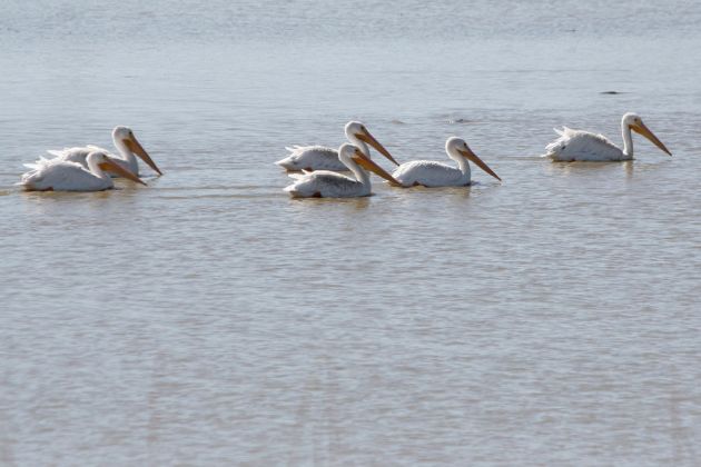 Nashorn-Pelikane - American White Pelican - Pelecanus erythrorhynchos Nashorn-Pelikane - American White Pelican - Pelecanus erythrorhynchos