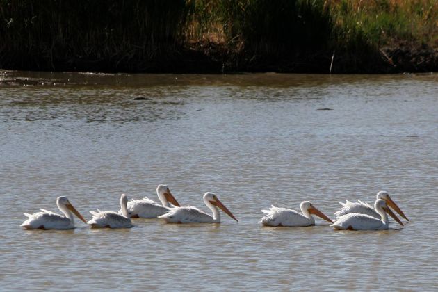 Nashorn-Pelikane - American White Pelican - Pelecanus erythrorhynchos Nashorn-Pelikane - American White Pelican - Pelecanus erythrorhynchos