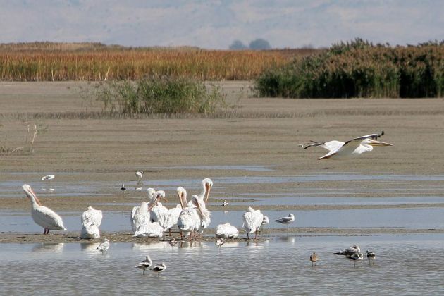 Nashorn-Pelikane - American White Pelican - Pelecanus erythrorhynchos Nashorn-Pelikane - American White Pelican - Pelecanus erythrorhynchos