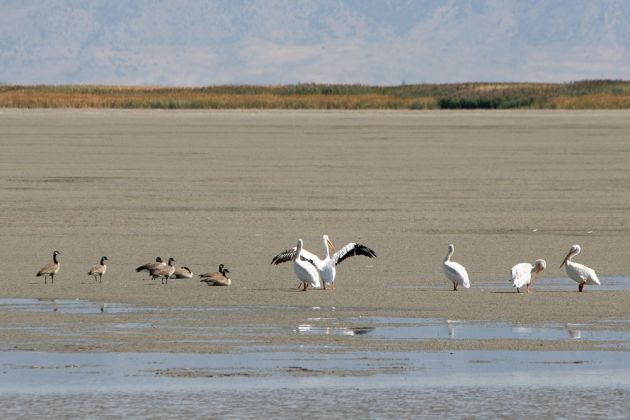 Nashorn-Pelikane - American White Pelican - Pelecanus erythrorhynchos Nashorn-Pelikane - American White Pelican - Pelecanus erythrorhynchos