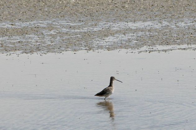 Schlammtreter - Willet - Tringa semipalmata Schlammtreter - Willet - Tringa semipalmata