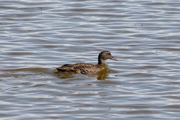 033 stockente mallard 033 stockente mallard