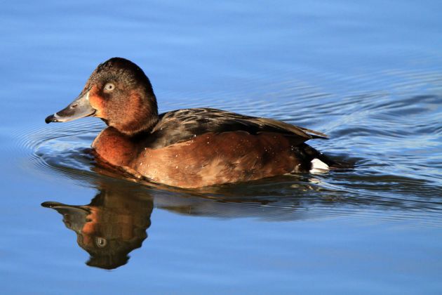 Moorente, weiblich - Aix galericulata Moorente, weiblich - Aix galericulata