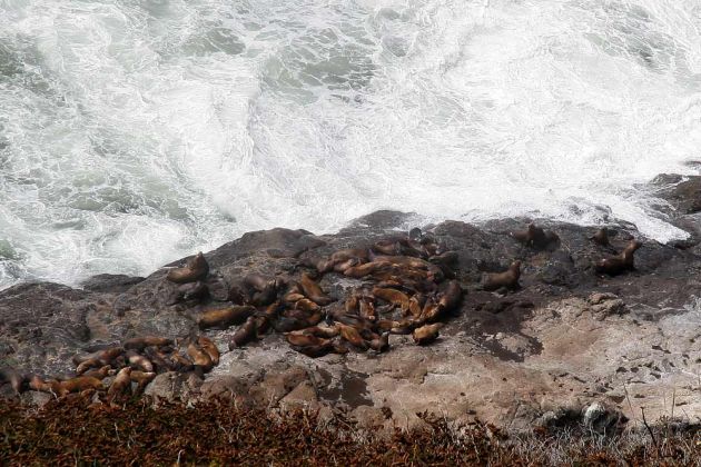 Sea Lions Cave - nördlich von Florence, Lane County, Oregon Sea Lions Cave - nördlich von Florence, Lane County, Oregon