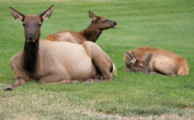 Wapiti-Hirschkühe in Gardiner, Montana Wapiti-Hirschkühe in Gardiner, Montana