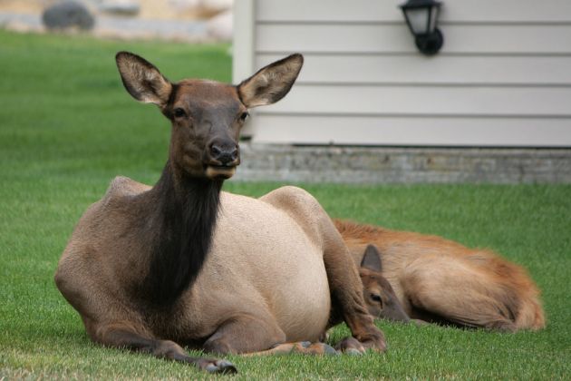 Wapiti-Hirschkühe in Gardiner, Montana Wapiti-Hirschkühe in Gardiner, Montana