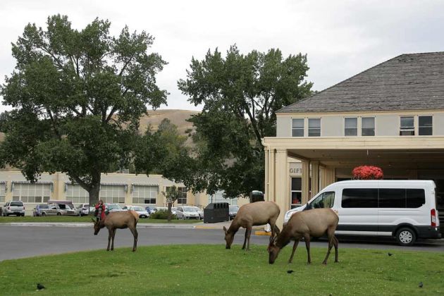 Yellowstone National Park - Wapiti-Hirschkühe am Mammoth Hot Springs Hotel Yellowstone National Park - Wapiti-Hirschkühe am Mammoth Hot Springs Hotel