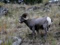 Yellowstone National Park, Wildlife - Bighorn Sheep