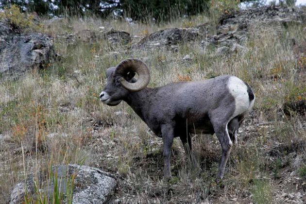 Yellowstone National Park, Wildlife - Bighorn Sheep Yellowstone National Park, Wildlife - Bighorn Sheep