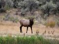 Yellowstone National Park, Wildlife - männlicher Wapiti-Hirsch