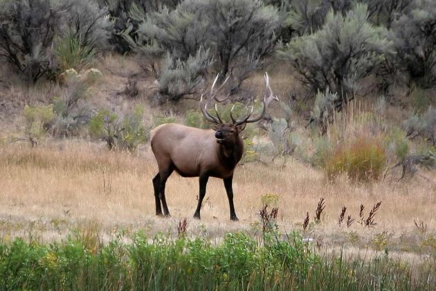Yellowstone National Park, Wildlife - männlicher Wapiti-Hirsch Yellowstone National Park, Wildlife - männlicher Wapiti-Hirsch