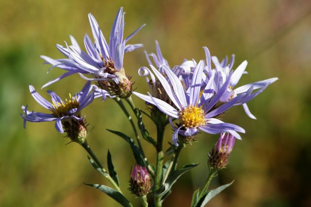 Hochgebirgs-Flora am Paradise Inn - Mount Rainier National Park Hochgebirgs-Flora am Paradise Inn - Mount Rainier National Park
