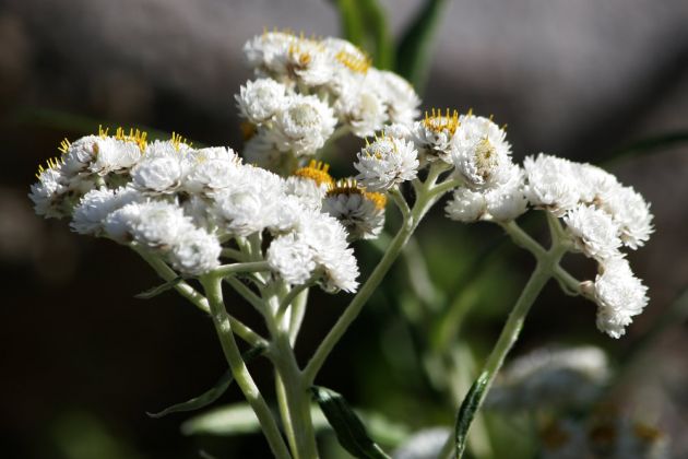 Hochgebirgs-Flora am Paradise Inn - Mount Rainier National Park Hochgebirgs-Flora am Paradise Inn - Mount Rainier National Park