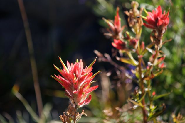 Hochgebirgs-Flora am Paradise Inn - Mount Rainier National Park
