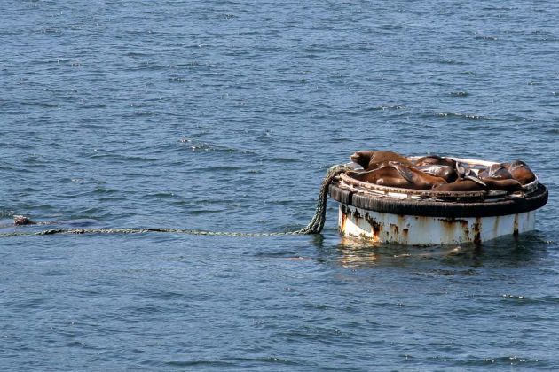 Seattle - Robben Island in der Elliott Bay Seattle - Robben Island in der Elliott Bay