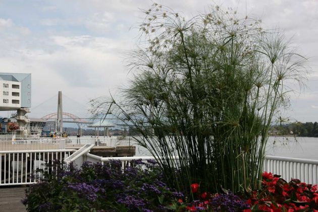 New Westminster - Waterfront Esplanade New Westminster - Waterfront Esplanade