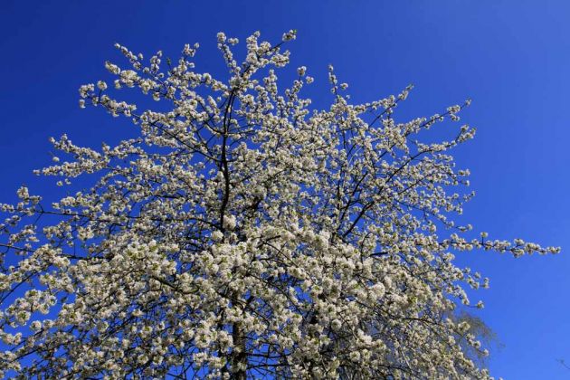 Wülfinghausen - das Kloster mit dem Klostergut. Wülfinghausen - das Kloster mit dem Klostergut.
