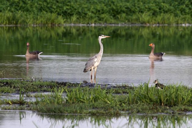 Rehburg-Loccum - die Meerbruchswiesen Rehburg-Loccum - die Meerbruchswiesen