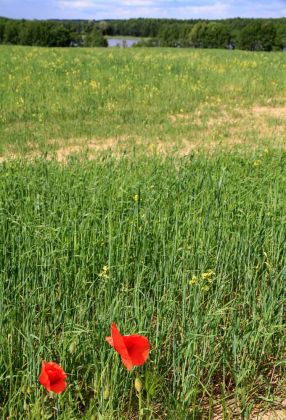 Masurische Impressionen Masurische Impressionen