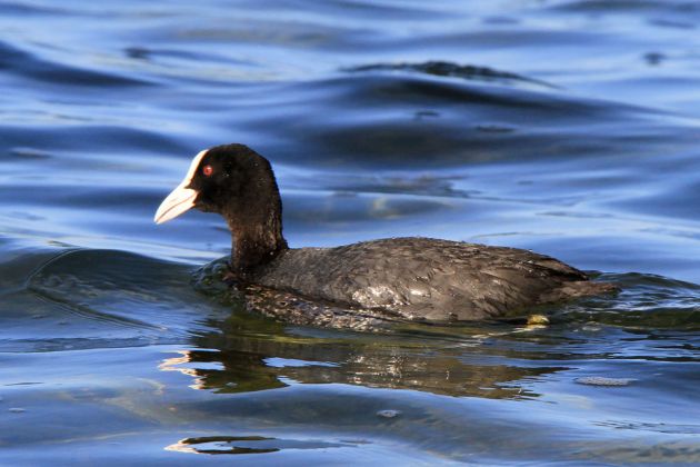 Blässhuhn - Fulica atra Blässhuhn - Fulica atra