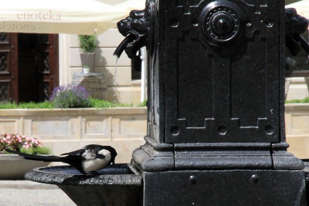 Elster - Pica pica Elster - Pica pica