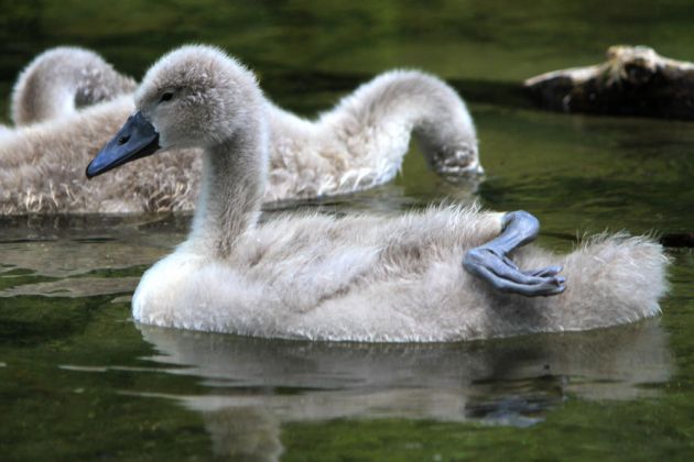 Höckerschwan-Küken - Cygnus olor Höckerschwan-Küken - Cygnus olor