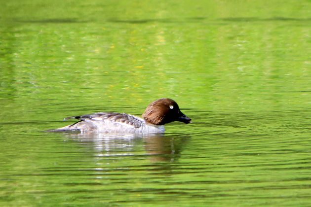 Krutyn-Krutinnen - eine Kahnfahrt auf der Krutynia Krutyn-Krutinnen - eine Kahnfahrt auf der Krutynia