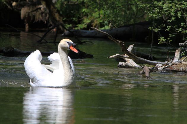 Krutyn-Krutinnen - eine Kahnfahrt auf der Krutynia Krutyn-Krutinnen - eine Kahnfahrt auf der Krutynia