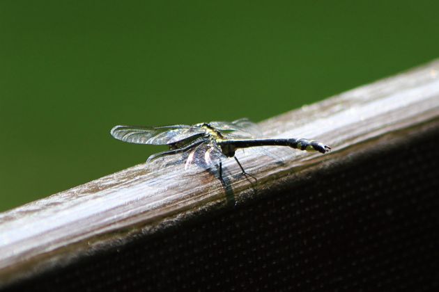 Krutyn-Krutinnen - eine Kahnfahrt auf der Krutynia Krutyn-Krutinnen - eine Kahnfahrt auf der Krutynia