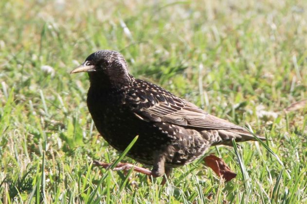 Star - Sturnus vulgaris Star - Sturnus vulgaris