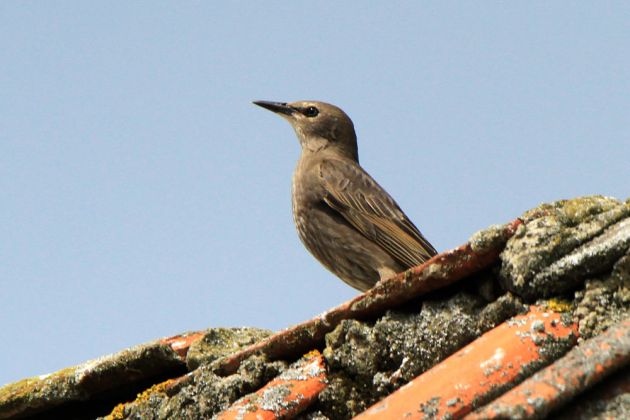 Star im Jugendkleid - Sturnus vulgaris Star im Jugendkleid - Sturnus vulgaris