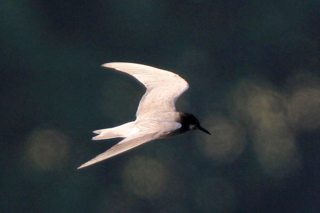 Trauerseeschwalbe - Chlidonias niger Trauerseeschwalbe - Chlidonias niger