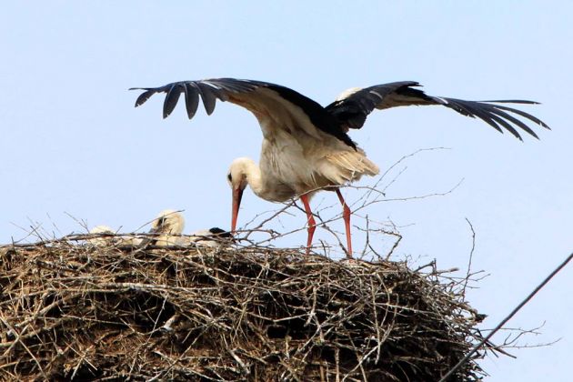 Weißstorch mit Jungen - Ciconia ciconia Weißstorch mit Jungen - Ciconia ciconia
