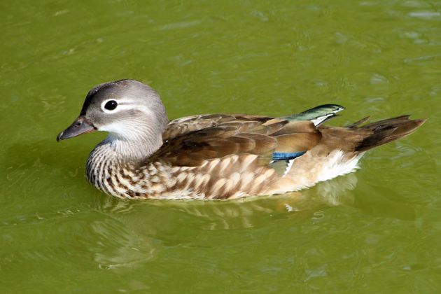 Brautente, weiblich - Aix sponsa Brautente, weiblich - Aix sponsa