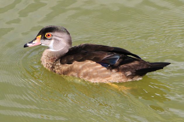 Brautenten-Erpel im Schlichtkleid - Aix sponsa Brautenten-Erpel im Schlichtkleid - Aix sponsa