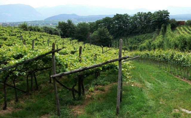 Eppan-Appiano St. Michael - Weinberge rundherum Eppan-Appiano St. Michael - Weinberge rundherum