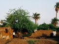 Sudan-Rundreise - Shendi, Ziegelei am Nilufer