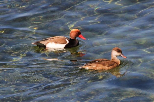 Kolbenente, oben männlich, unten weiblich - Netta rufina Kolbenente, oben männlich, unten weiblich - Netta rufina