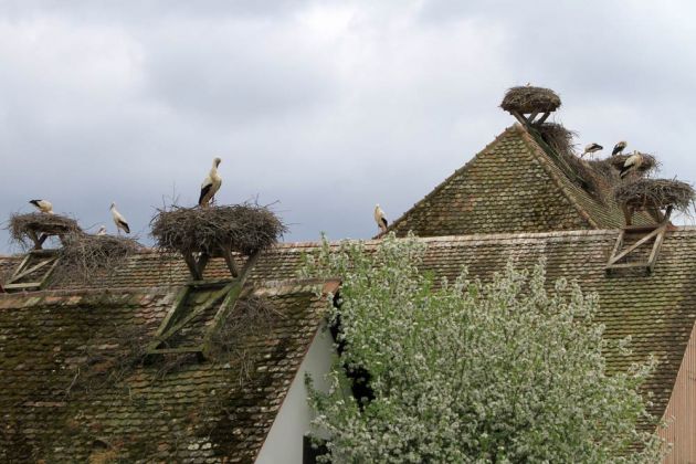 Die Storchenstation Mendlishauser Hof am Affenberg Salem mit Storchennestern auf dem Dach