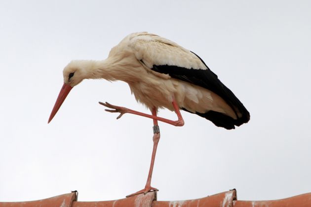 Ein Storch auf dem Dach - Storchenstation Mendlishauser Hof am Affenberg Salem! Ein Storch auf dem Dach - Storchenstation Mendlishauser Hof am Affenberg Salem!