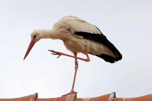 Ein Storch auf dem Dach - Storchenstation Mendlishauser Hof am Affenberg Salem!