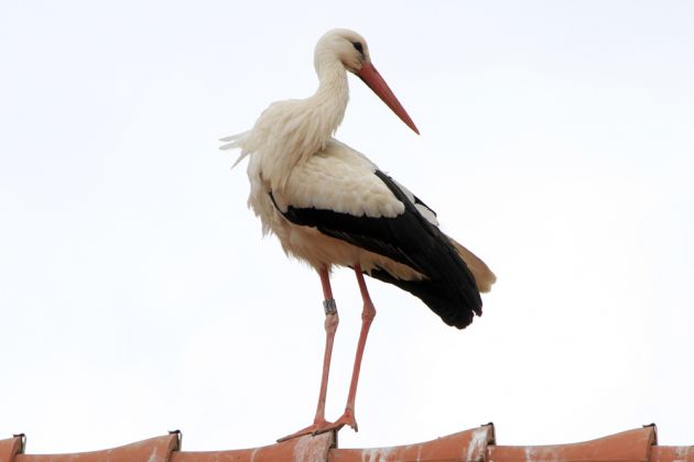 Ein Storch auf dem Dach - Storchenstation Mendlishauser Hof am Affenberg Salem! Ein Storch auf dem Dach - Storchenstation Mendlishauser Hof am Affenberg Salem!
