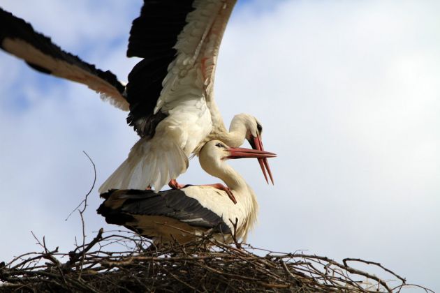 Hochzeit der Störche - Storchenstation Mendlishauser Hof Hochzeit der Störche - Storchenstation Mendlishauser Hof
