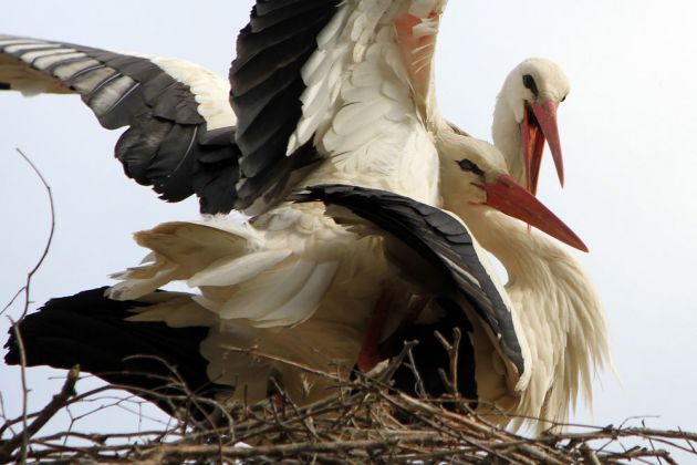 Hochzeit der Störche, Storchenstation Mendlishauser Hof Hochzeit der Störche, Storchenstation Mendlishauser Hof