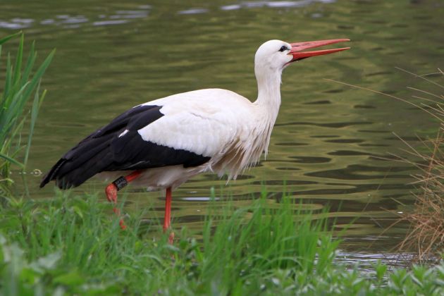 Ein Weißstorch am Weiher des Affenberg Salem klappert laut mit dem Schnabel Ein Weißstorch am Weiher des Affenberg Salem klappert laut mit dem Schnabel